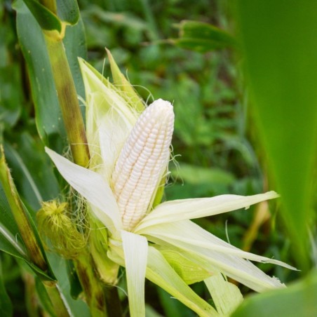 Legendary White Shoe-Peg Heirloom | Country Gentleman Corn Seeds | The Seed Guy ®