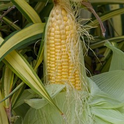 Iconic Yellow Heirloom Champion | Golden Bantam Sweet Corn Seeds | The Seed Guy ®