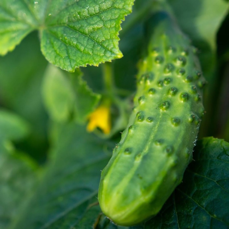 Cucumber Seeds - Boston Pickling