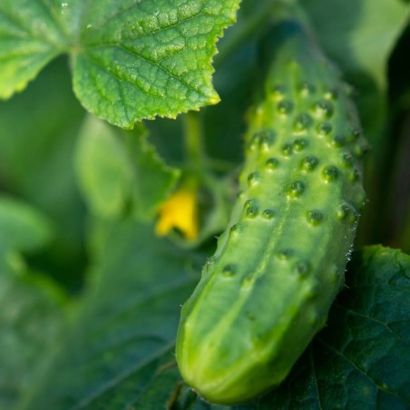 Cucumber Seeds - Boston Pickling