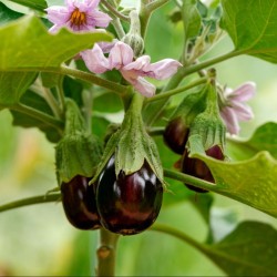 The Gourmet Slicing Standard | Black Beauty Eggplant Seeds | The Seed Guy ®