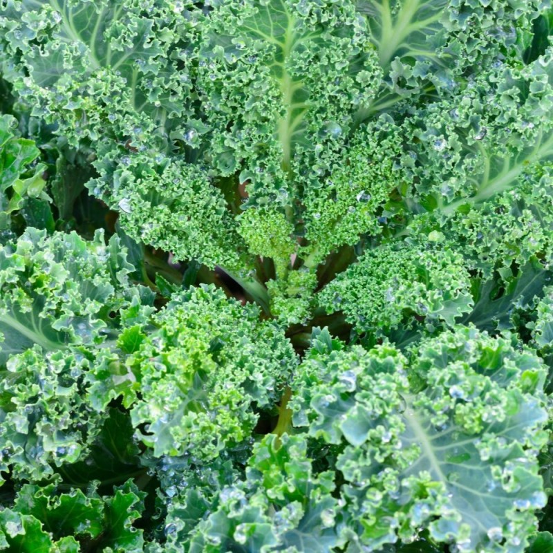 Kale Seeds - Vates Blue Scotch Curled Kale Seeds - Vates Blue Scotch Curled