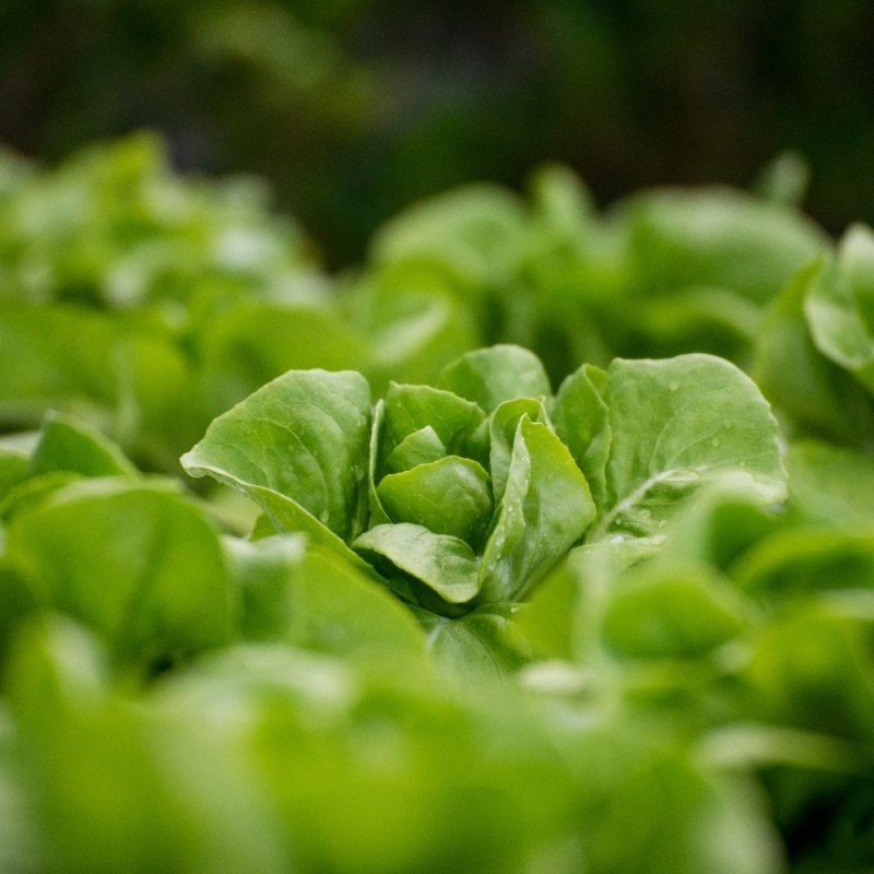Lettuce Seeds - Black Seeded Simpson