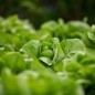 Lettuce Seeds - Black Seeded Simpson