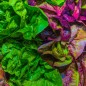 Lettuce Seeds - Gourmet Blend Lettuce Seeds - Gourmet Blend