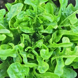Gourmet Textures and Superior Resilience | Oakleaf Lettuce Seeds | The Seed Guy ®