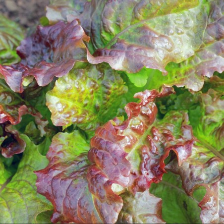 Unbeatable Sweet Crunch | Prizehead Lettuce Seeds | The Seed Guy ®