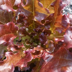 Radiant Crimson Powerhouse | Red Salad Bowl Lettuce Seeds | The Seed Guy ®