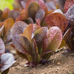 Majestic Crimson Heirloom | Red Romaine Lettuce Seeds | The Seed Guy ®