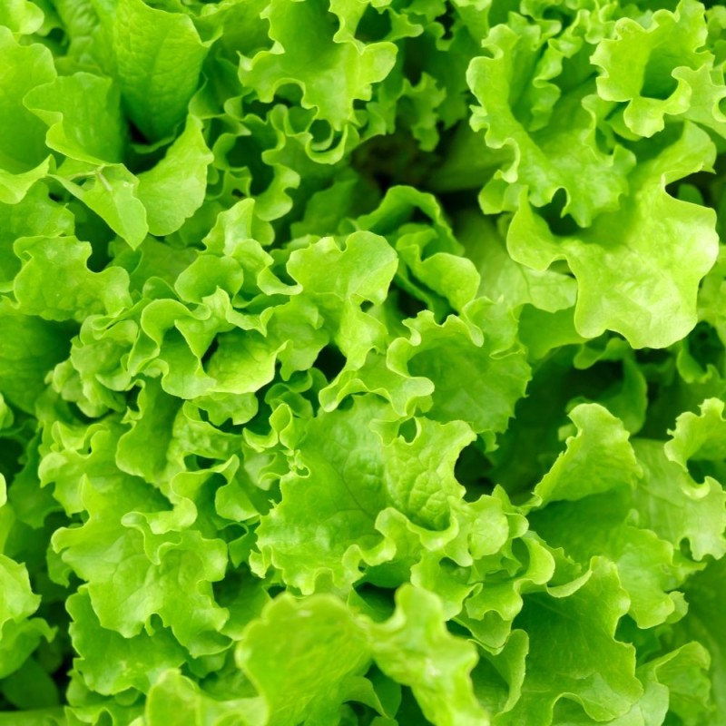 Lettuce Seeds - Waldman's Green Lettuce Seeds - Waldman's Green