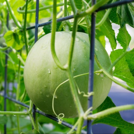 Succulent Honey Sweet | Honeydew Green Flesh Melon Seeds | The Seed Guy ®
