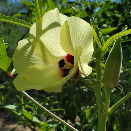 Clemson Spineless Okra Seeds | Heirloom Vegetable Seeds | The Seed Guy ®