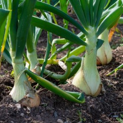 Onion Seeds - Sweet Spanish