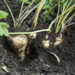 Parsnip Seeds - All American