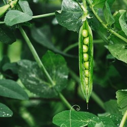 Green Arrow Pea Seeds | Heirloom Vegetable Seeds | The Seed Guy ®
