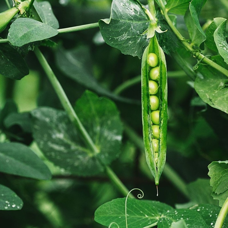 Pea Seeds - Green Arrow Pea Seeds - Green Arrow