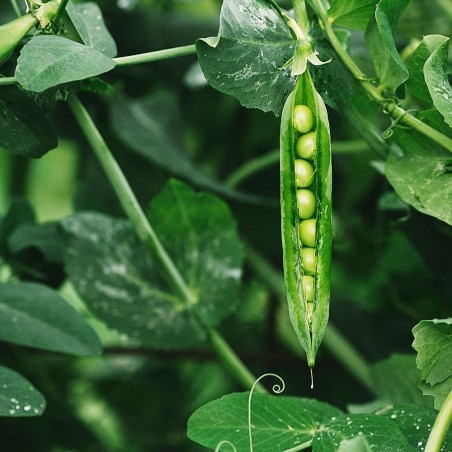 Green Arrow Pea Seeds | Heirloom Vegetable Seeds | The Seed Guy ®