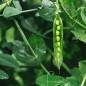 Pea Seeds - Green Arrow Pea Seeds - Green Arrow