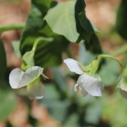 Little Marvel Pea Seeds | Heirloom Vegetable Seeds | The Seed Guy ®