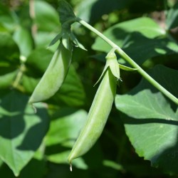 Sugar Ann Pea Seeds | Heirloom Vegetable Seeds | The Seed Guy ®
