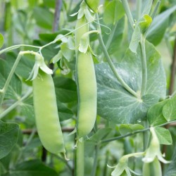 Pea Seeds - Sugar Snap