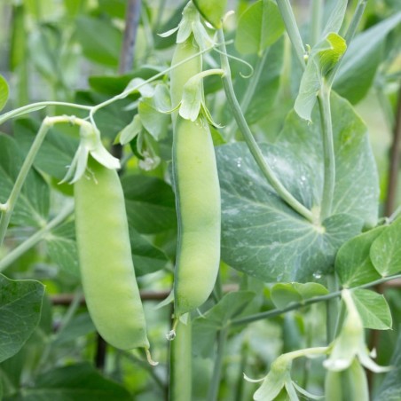Pea Seeds - Sugar Snap