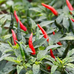 Cayenne Pepper Seeds | Heirloom Vegetable Seeds | The Seed Guy ®