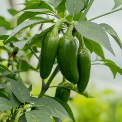 Pepper Seeds - Early Jalapeno