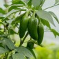Pepper Seeds - Early Jalapeno