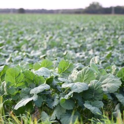 American Purple Top Rutabaga Seeds | Heirloom Vegetable Seeds | The Seed Guy ®