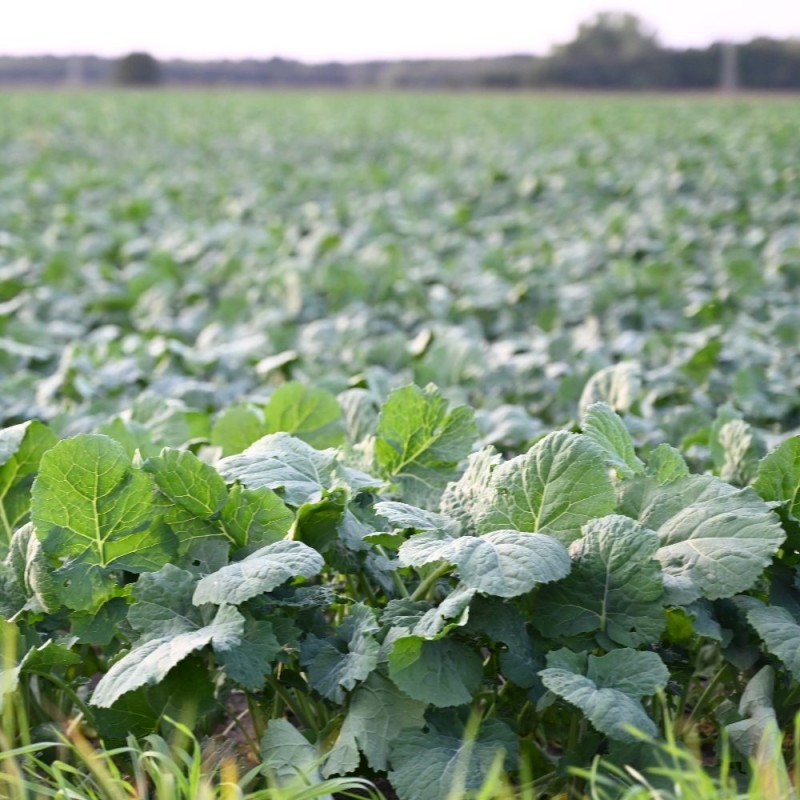 Rutabaga Seeds, American Purple Top
