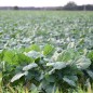 Rutabaga Seeds, American Purple Top
