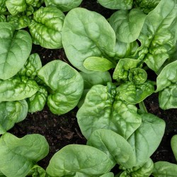 Bloomsdale Spinach Seeds | Heirloom Vegetable Seeds | The Seed Guy ®