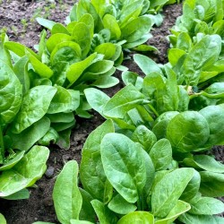 Giant Noble Spinach Seeds | Heirloom Vegetable Seeds | The Seed Guy ®