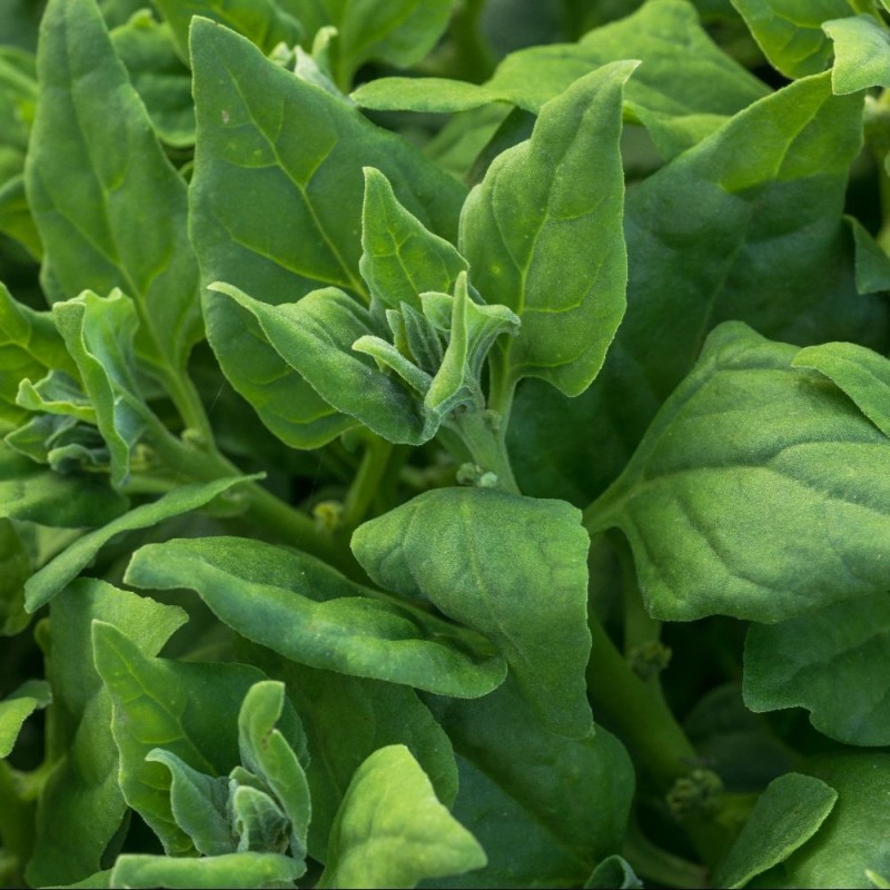 Spinach Seeds, New Zealand Spinach Seeds, New Zealand