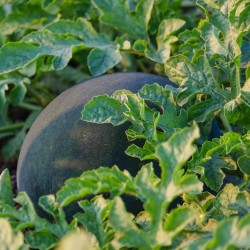 Shop Black Diamond Watermelon Seeds | Heirloom | The Seed Guy