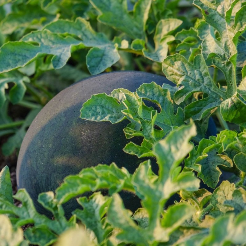 Watermelon Seeds - Black Diamond Watermelon Seeds - Black Diamond