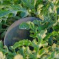 Watermelon Seeds - Black Diamond Watermelon Seeds - Black Diamond