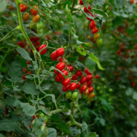 Shop Large Red Cherry Tomato Seeds | Heirloom & Non-GMO | The S
