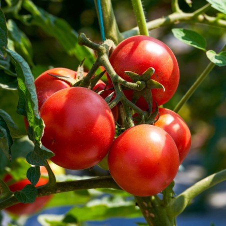 Shop Marglobe Tomato Seeds | Heirloom & Non-GMO | The Seed Guy
