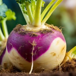 Shop Purple Top White Globe Turnip Seeds | Heirloom | The Seed Guy