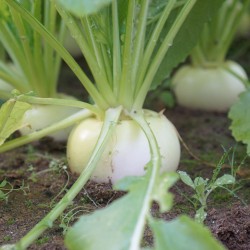 Shop Seven Top Turnip Seeds | Heirloom Greens | The Seed Guy