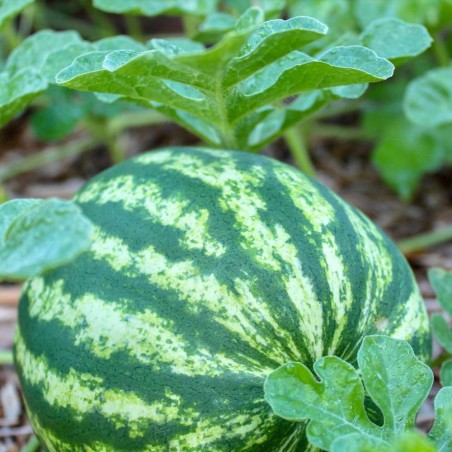 Shop Crimson Sweet Watermelon Seeds | Heirloom | The Seed Guy