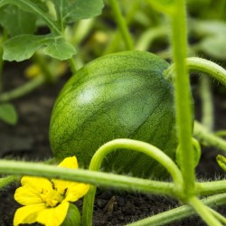 Shop Sugar Baby Watermelon Seeds | Heirloom & Non-GMO | The Seed Guy