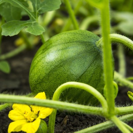 Shop Sugar Baby Watermelon Seeds | Heirloom & Non-GMO | The Seed Guy