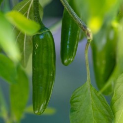 Serrano Pepper Seeds | Heirloom Hot Pepper Seed | The Seed Guy ®