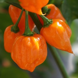 Habanero Orange Pepper Seeds | Orange Habanero Seed | The Seed Guy®