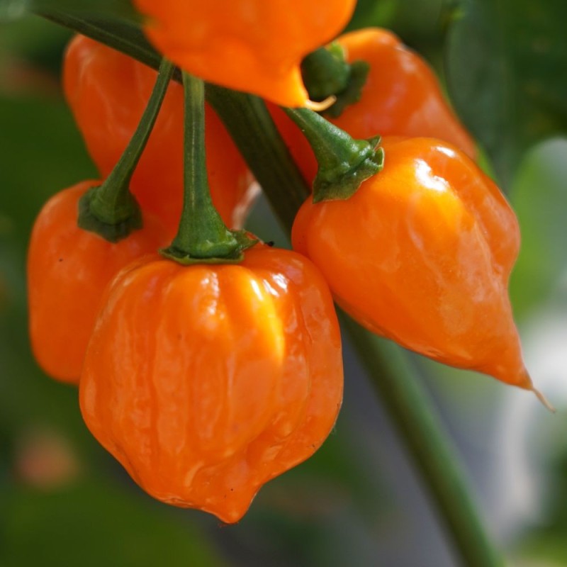 Pepper Seeds - Habanero Orange Pepper Seeds - Habanero Orange