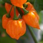 Habanero Orange Pepper Seeds | Orange Habanero Seed | The Seed Guy®