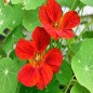 Nasturtium Seeds - Jewel Mix Nasturtium Seeds - Jewel Mix